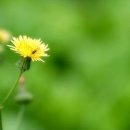 아지랑이 이미지