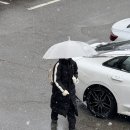 크로스핏 루스터 이미지