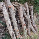 제주머무리 이미지