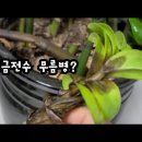 과습? 죽어가는 식물 살리기 이미지