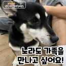 노라 이미지