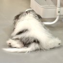 행복애견 | 부산 광안리 꼬똥드피피피 애견카페 행복후기 - 가격 정보 꼬똥 분양