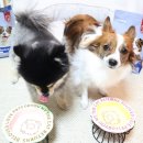 J소프트 | 포메라니안 사료 추천 강아지 슬개골 관리 사료 베츠초이스 J+ 관절건강 사료 후기