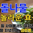 돌나물 효능 돌나물 무침 칼로리 이미지