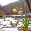 수선화(Narcissus) 이미지