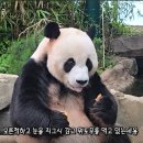 밖에 덥다고 실내로 워토우 들고 뛰쳐들어온 러바오💚 이미지