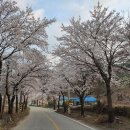 서정온천오토캠핑장 | 제천 오토캠핑장 월악산 미시시피 캠핑장 봄 캠핑 후기