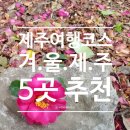 위미동백군락 | 이색적인 겨울 풍경 5곳 추천(신풍신천바다목장/한라산1100고지/위미동백나무군락/샤이니숲길/삼다수목장)