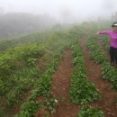 조내기고구마㈜ 이미지