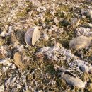 소월1리 이미지