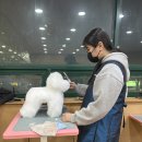 개인정애견샵 이미지