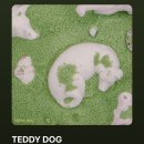 TEDDY DOG 이미지