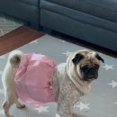 뚱강아지 이미지