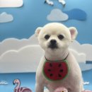 도톨그루밍 이미지