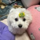 멍벤져스 이미지