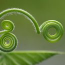 호박넝쿨 이미지