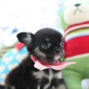 살랑살랑 이미지