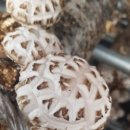 여리농장 이미지