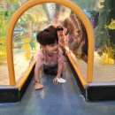 롯데월드 아쿠아리움에 다녀왔어요 이미지