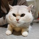 예뻐질고양 이미지