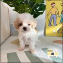 퍼피몽 강아지분양 고양이분양 군산본점 | 군산강아지분양 퍼피댕 안심되는 애견샵