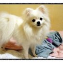 콩이 Daum카페