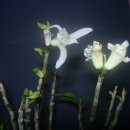 석란