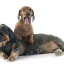 고등동물병원 이미지