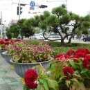 주변 사거리 이미지