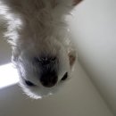 우리들의 댕댕이 이미지