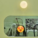 소삼로 | 부천 애견미용실 추천 내돈내산 오늘의 댕댕