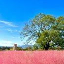 가을 여행지 경상도 가볼만한곳 의령 호국의병의숲 댑싸리 축제 아스타 꽃 핑크뮬리 명소 이미지