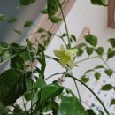 해피트리 이미지