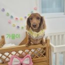 데이즈몽 애견미용샵 | 마산 내서 애견미용샵 , 창원 애견미용실 꼼꼼하댕 솔직 후기🐾