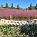 배산체육공원 건너편 | 합천소양체육공원 핑크뮬리 코스모스 가득한 가을꽃 명소
