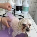 러브시티독 이미지