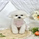 하이멍 애견미용 이미지