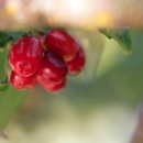 The 산수유 이미지