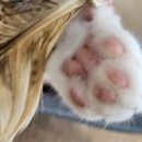 부비부비 | 광안리고양이카페 냥냥늉늉 후기 및 주차