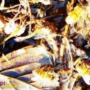 종기농장 이미지