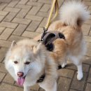 쿠니 아웃도어 | 젠틀우프 (gentlwuff) 스프린터 하네스 리드줄 제품 제공 후기 / 강아지 아웃도어 용품 추천