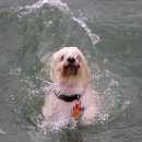 ﻿물에 빠진 강아지의 생명을 구하는 청년. 이미지