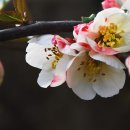 꽃과 봄 시름(春愁) 이미지