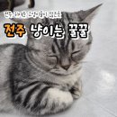 냥이는꿀꿀 | 전주 카페 | 전주 객사 고양이카페 이색데이트 냥이는 꿀꿀 내돈내산 후기