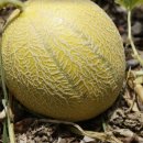 예산농장 이미지