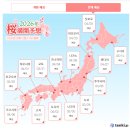 2023-0031 | 오사카 교토 3월말 날씨와 벚꽃 상황 (2024 실제 여행 후기 + 2026 개화시기)