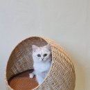 고양이 행복구역 이미지