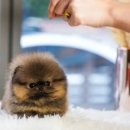 스누피독 miniteacuppuppy 이미지