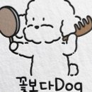 꽃보다 Dog 이미지