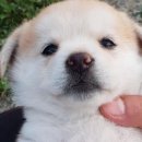 똥강아지 이미지